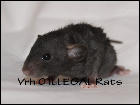 † Ollie ILLEGAL Rats (O2)